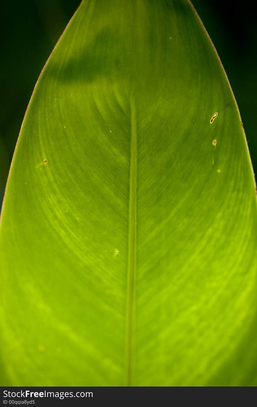 Leaf with backlight