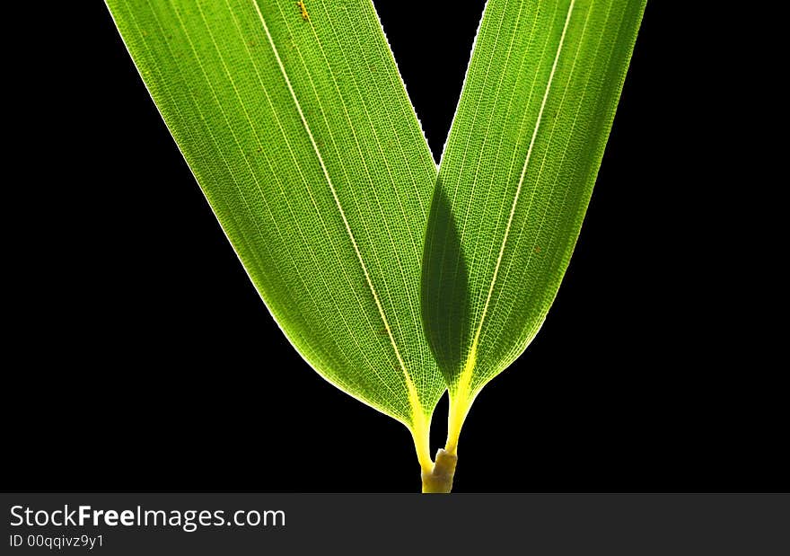 Bamboo Leaves