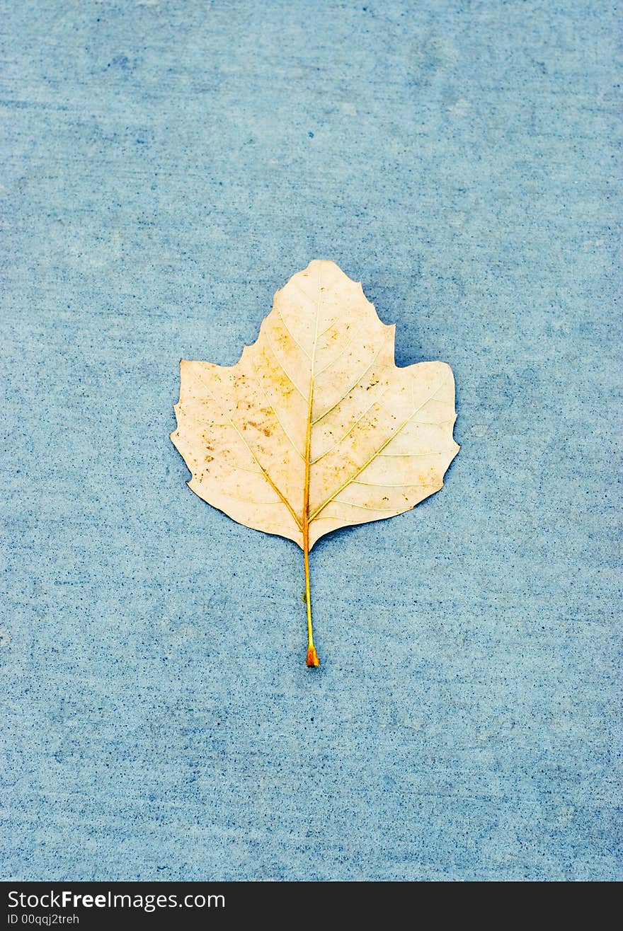 Single Leaf