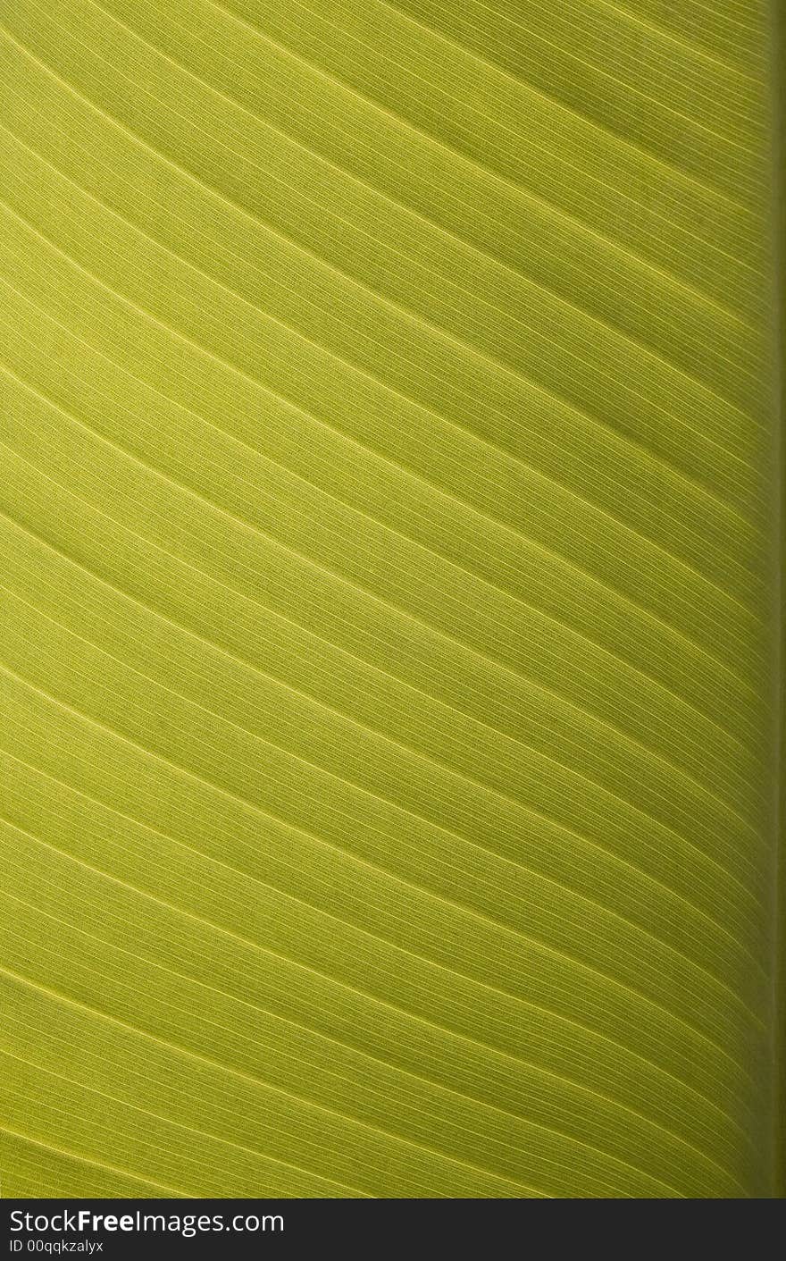 Banana leaf with late afternoon light shining through. Banana leaf with late afternoon light shining through