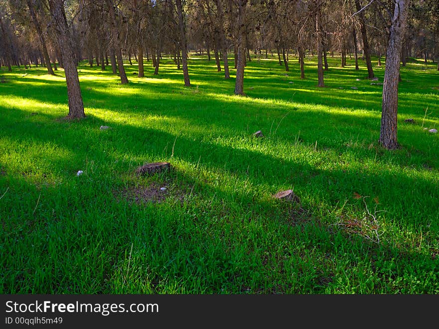 Shadow in the forest