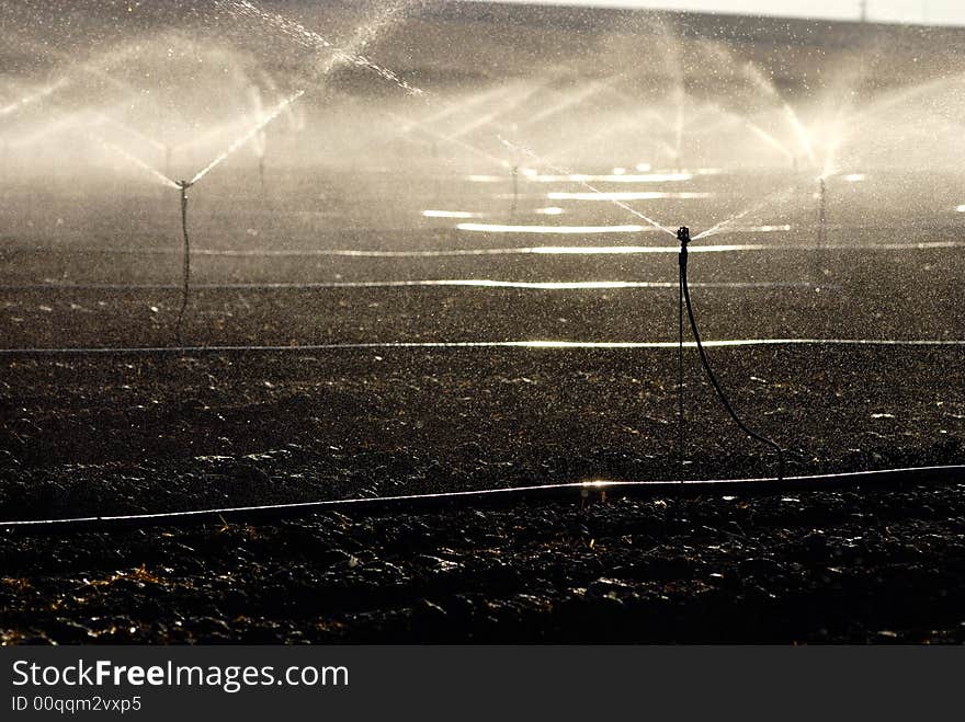 Sprinklers irrigatin a vegtable field