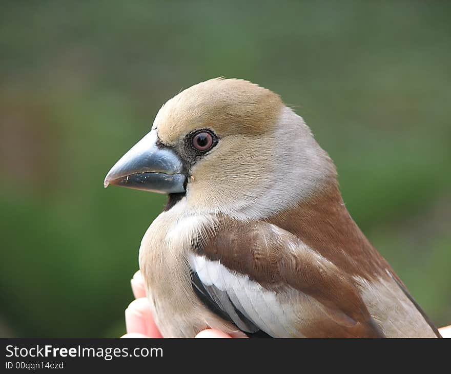 Wood bird in hand on green background out