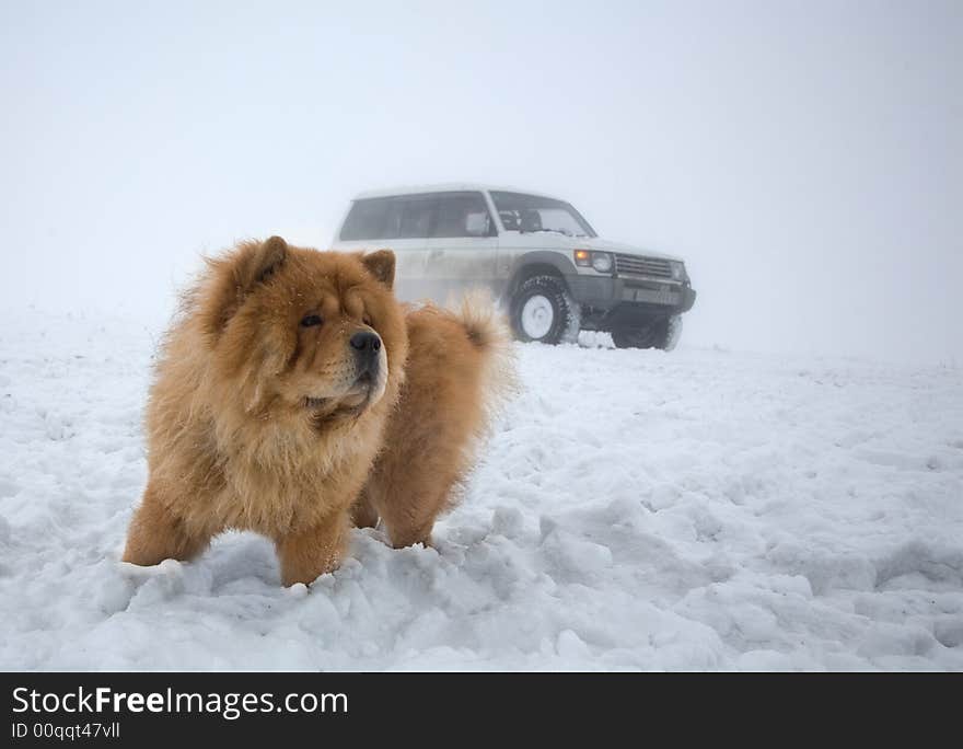 Chow-chow and 4wheel car