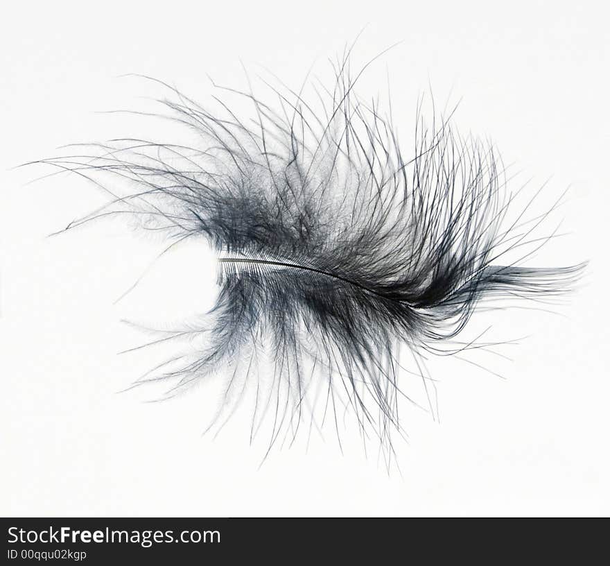 A blue feather on white background