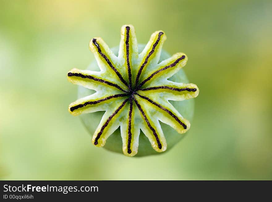 Macro shot of the head of a poppy, showing the bud. Macro shot of the head of a poppy, showing the bud.