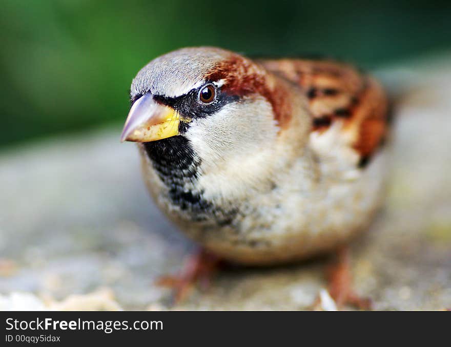 Feeding off scraps, shot at close range with a macro lens. Feeding off scraps, shot at close range with a macro lens.