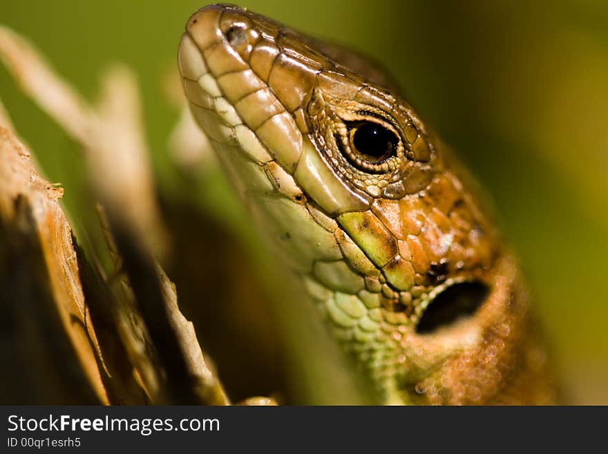 This small lizard got used to my presence, and it let me to get close enough to take this shot.