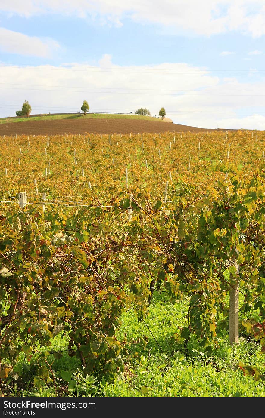 Yellow autumn vineyards