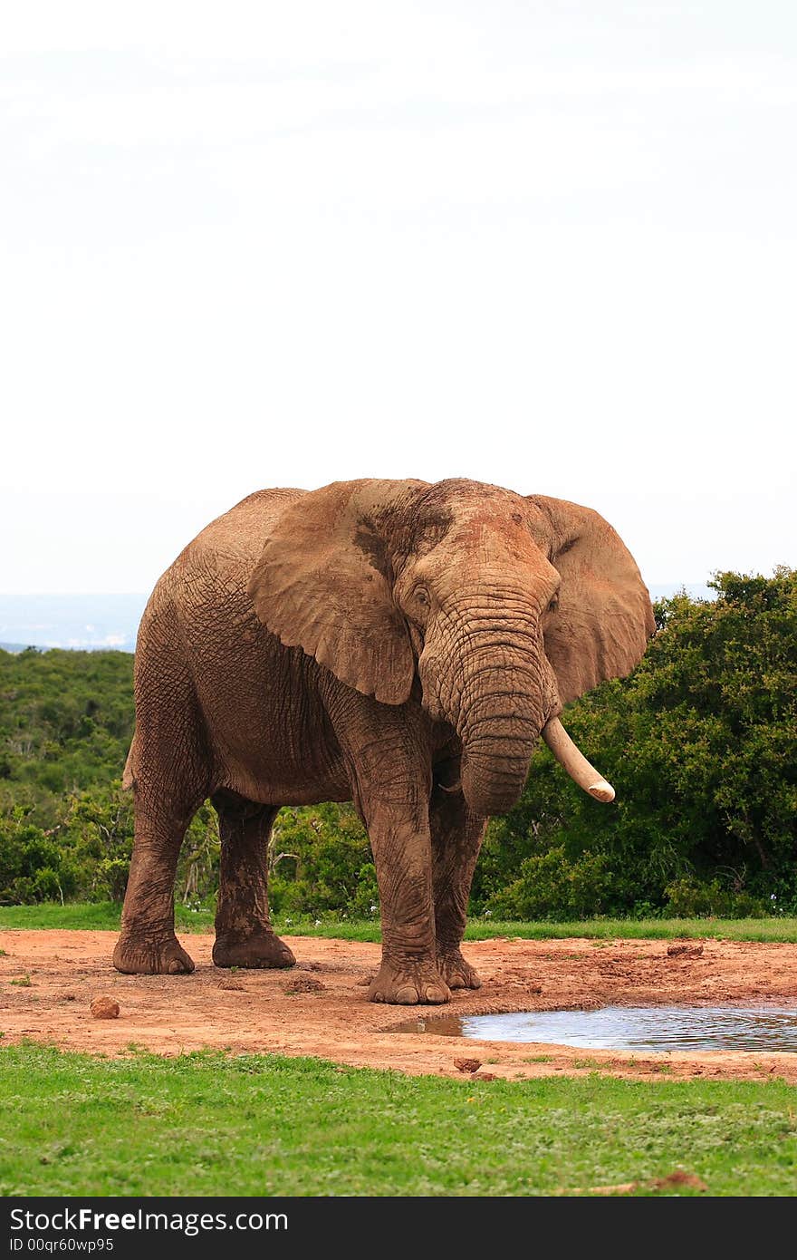 An African Elephant Bull with only one tusk drinking at a waterhole