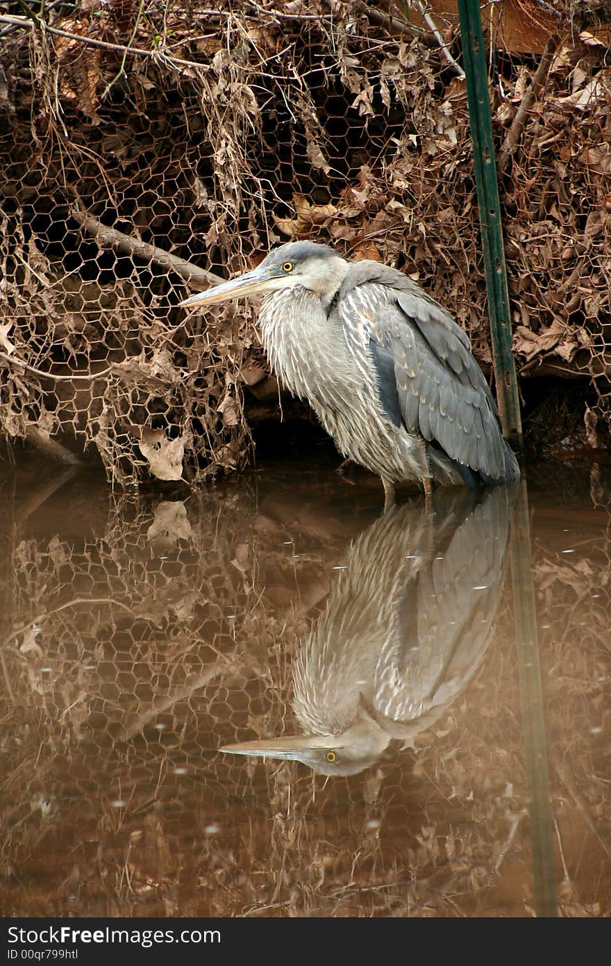 Juvenile blue heron