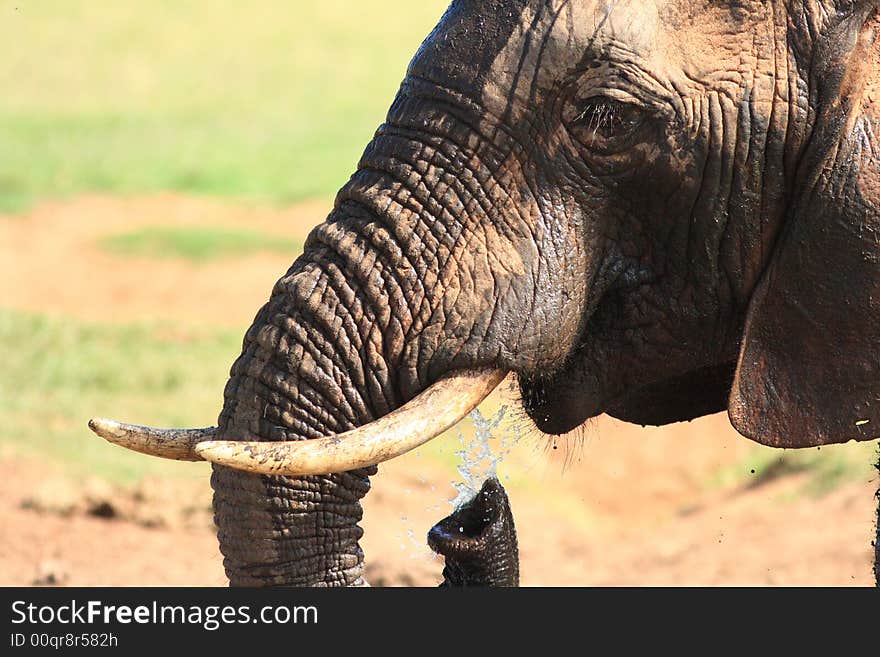 African Elephant Bull showing trunk and tusk