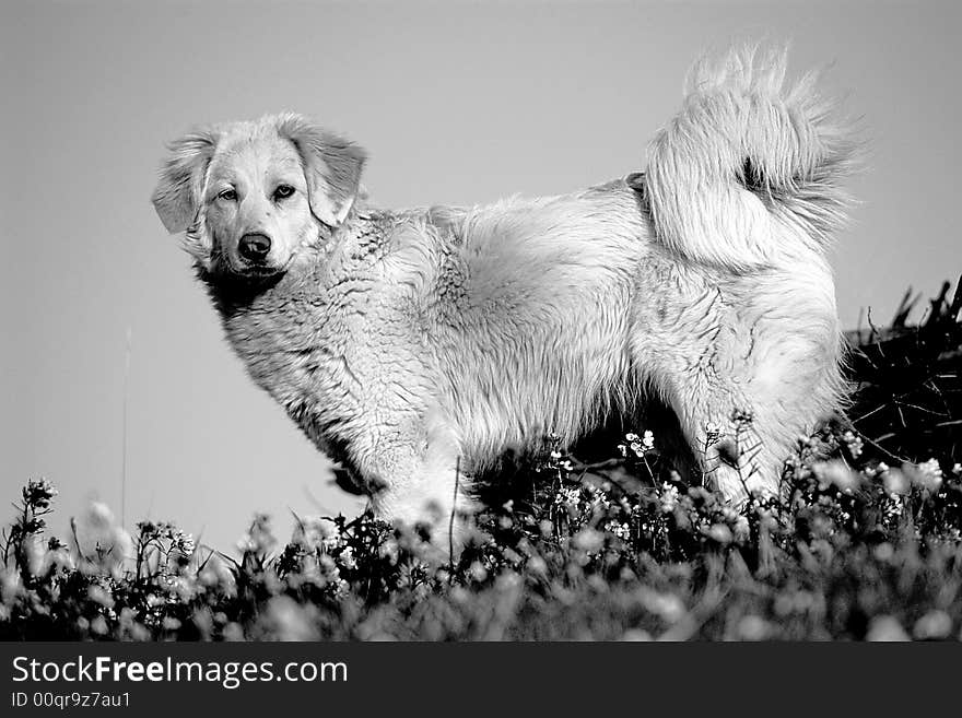 My dog in white and black. My dog in white and black