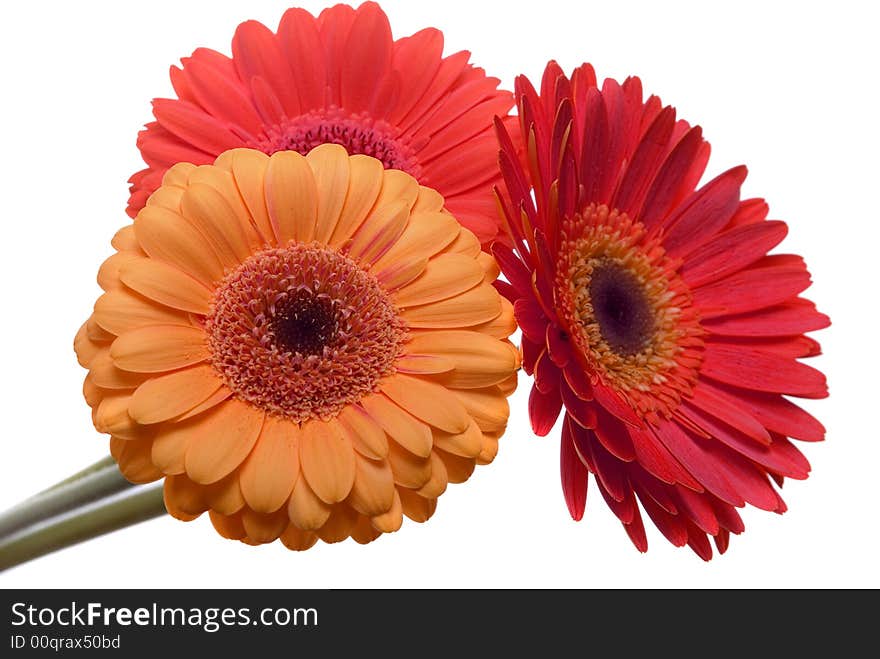 Flowers isolated on white background