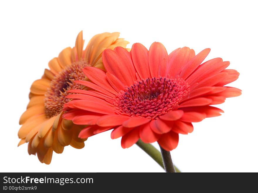 Flowers Isolated on white background