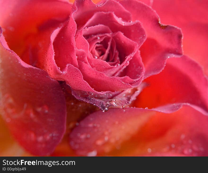 Rose background texture close up