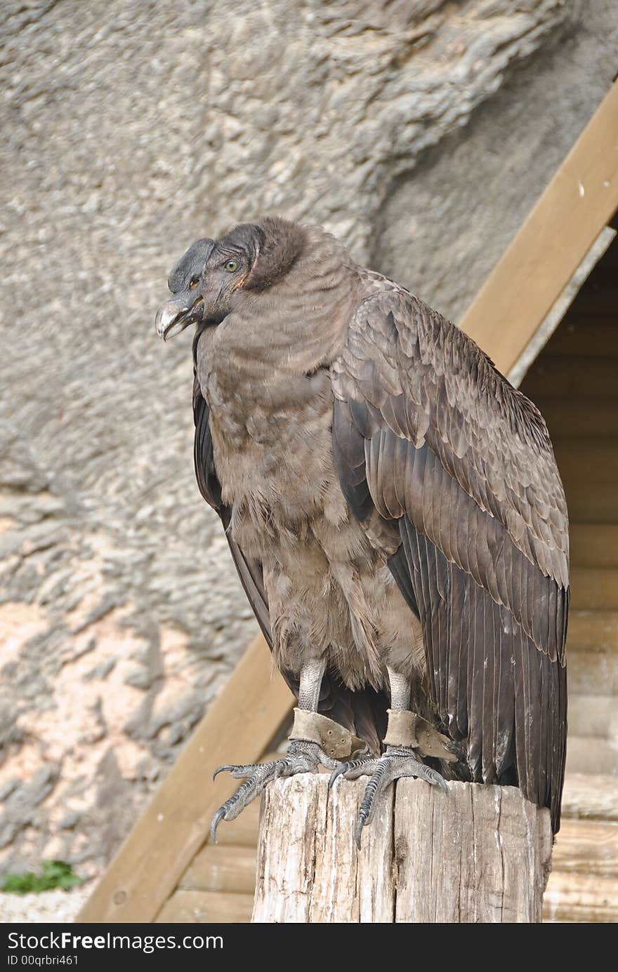 Andes Condor. Birds show in Chateau Bouillon, Belgium.