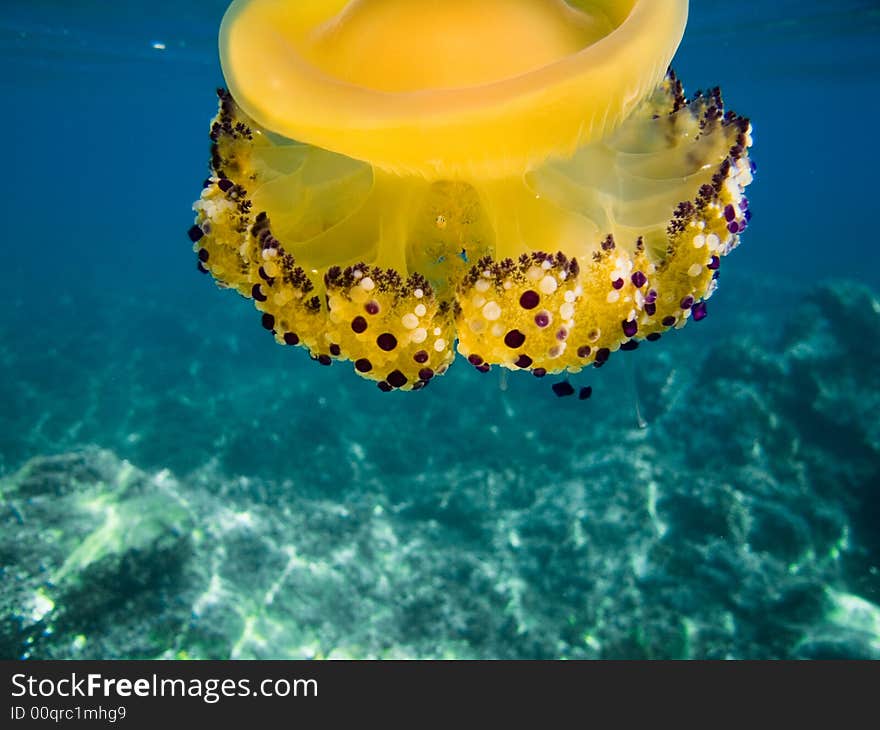 Close up photo of a jelly fish. Pay attention to the little fish that lives among the poisonous tentacles!