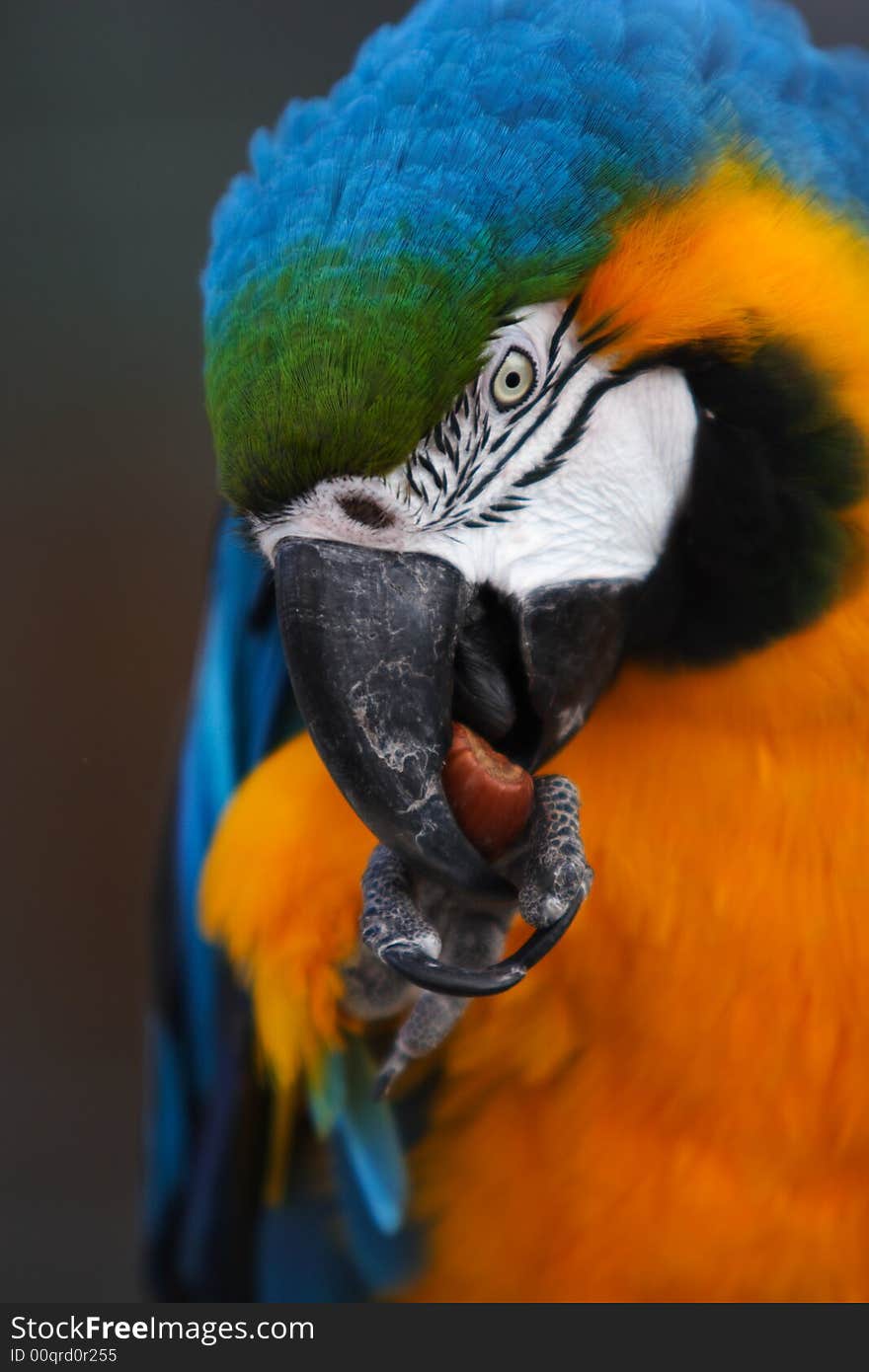 The blue Macaw