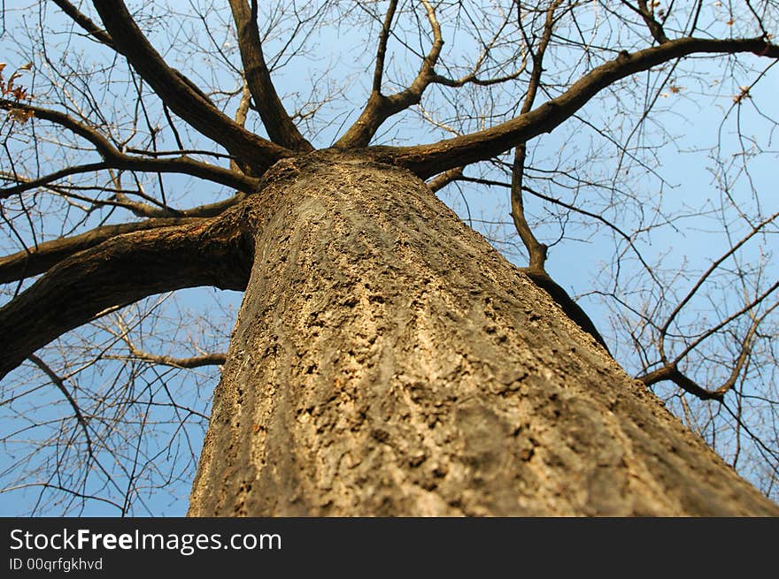 Tree in autums scene with branches without leaves. Tree in autums scene with branches without leaves