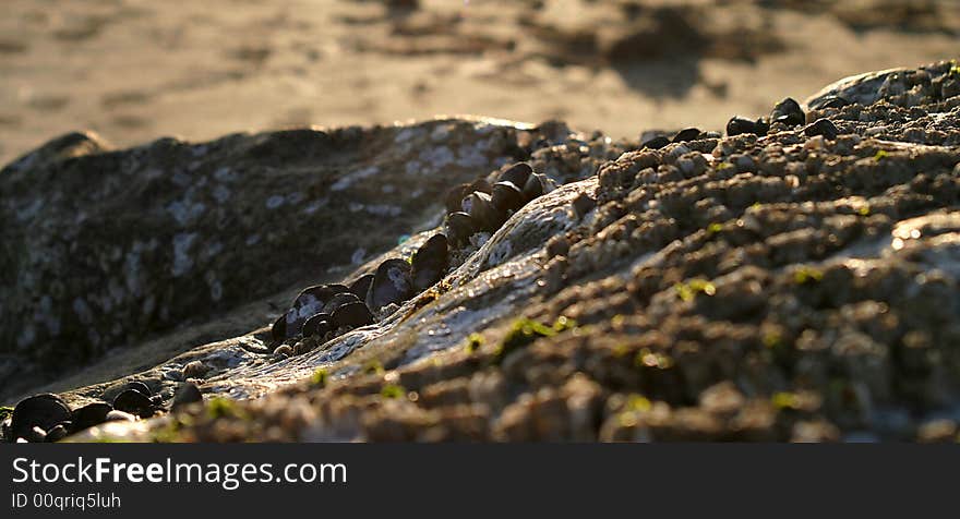 Rock by the beach with mussels at sunset. Rock by the beach with mussels at sunset