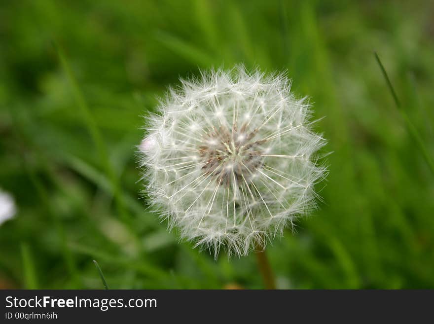 Dandelion with focus inside on seeds