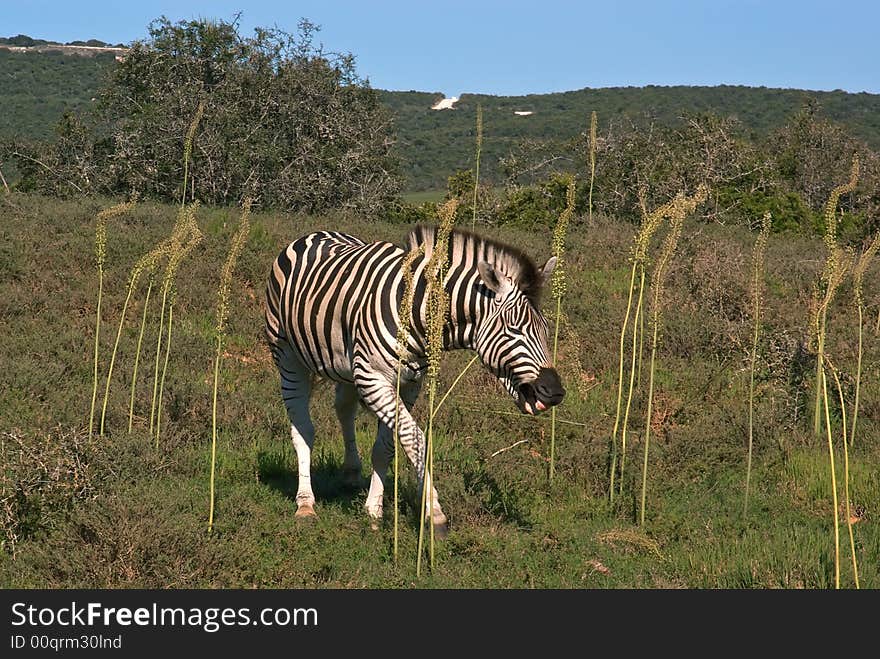 Smiling African Zebra In Savanna