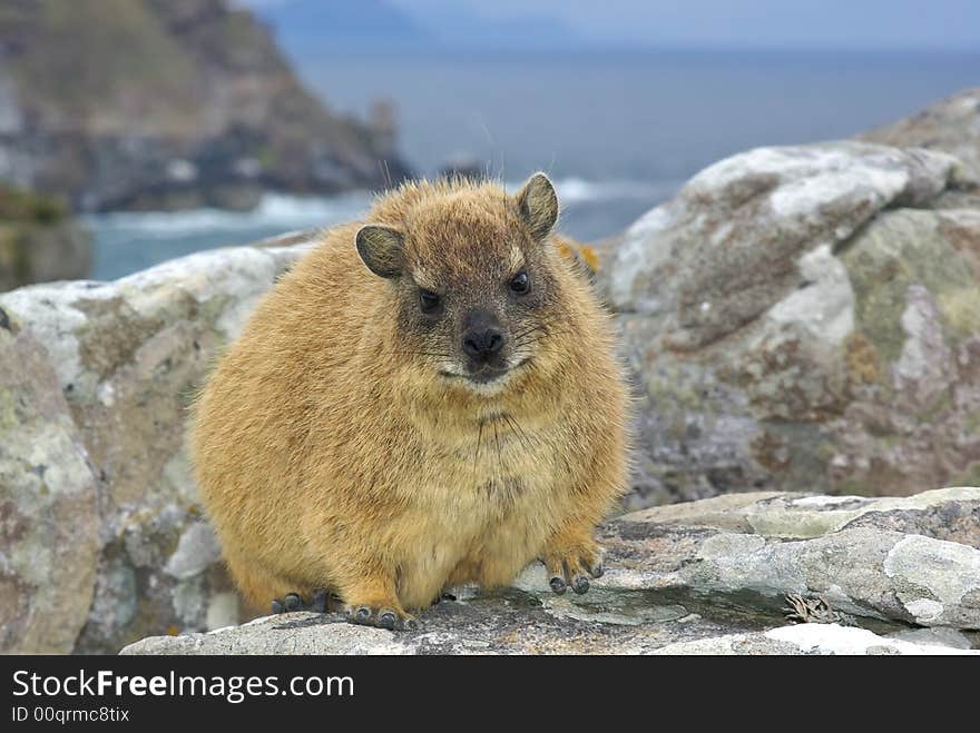 African rock hyrax - dassie, mountains inhabitant. like hamster but elephant relative. African rock hyrax - dassie, mountains inhabitant. like hamster but elephant relative