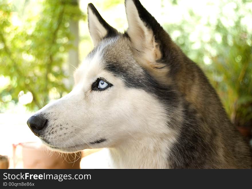 Staring Husky