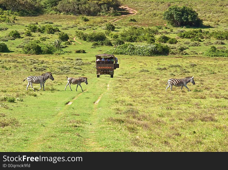 Zebra family crossing road behind safari truck in national park of South Africa