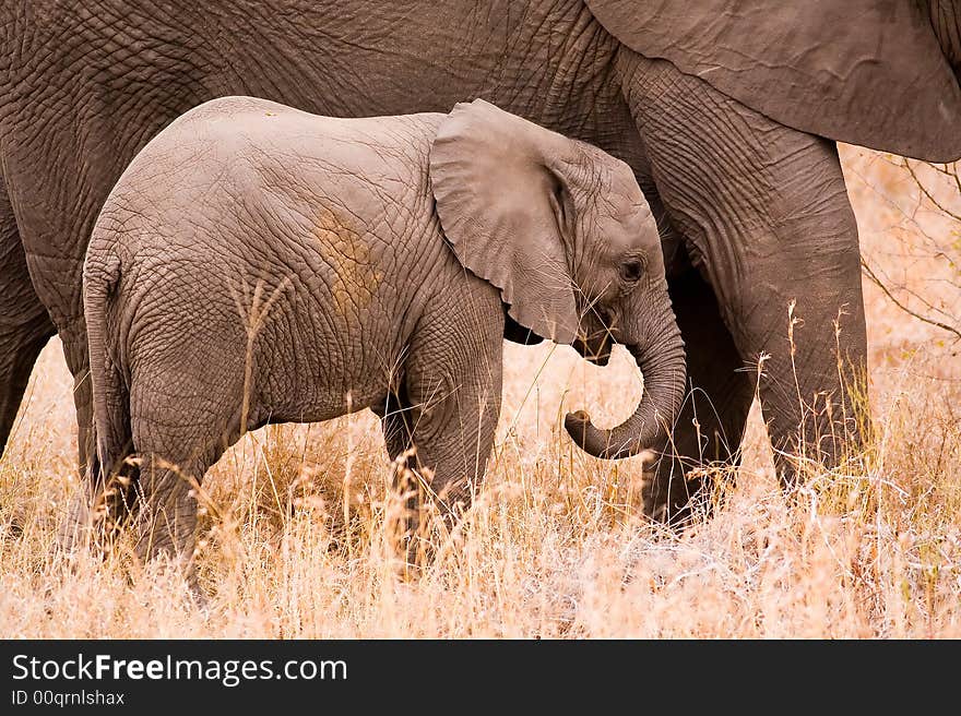 Baby elephant