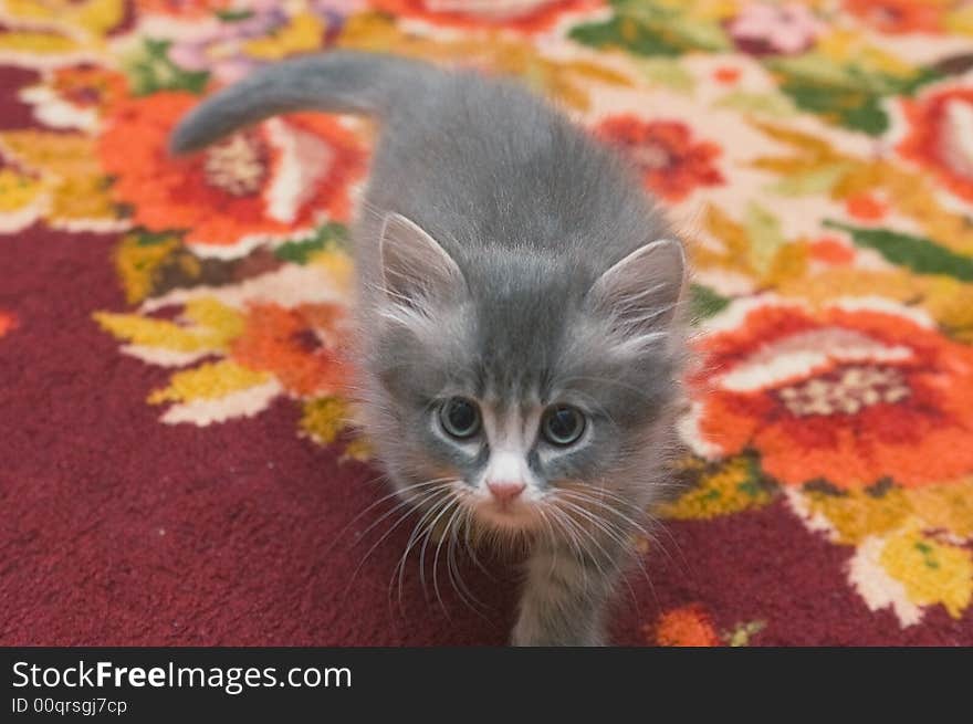 Smoke-coloured little cat shows curiosity mixed with fear. Smoke-coloured little cat shows curiosity mixed with fear