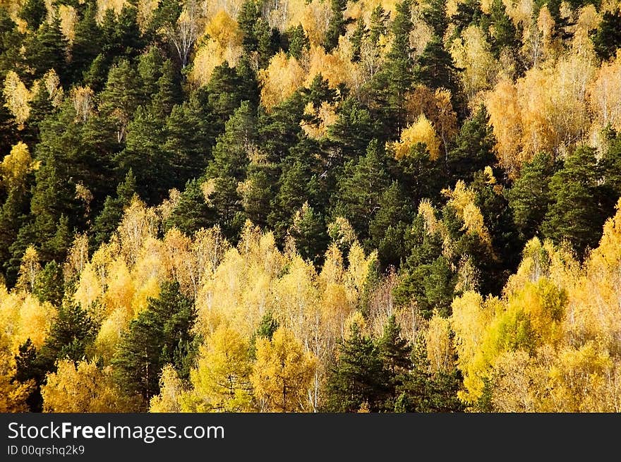 View on the autumn forest where birch-trees leaves coloured in yellow