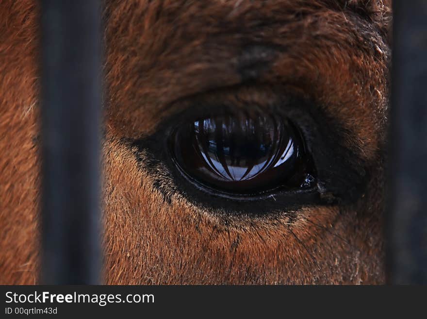 Horse S Eye