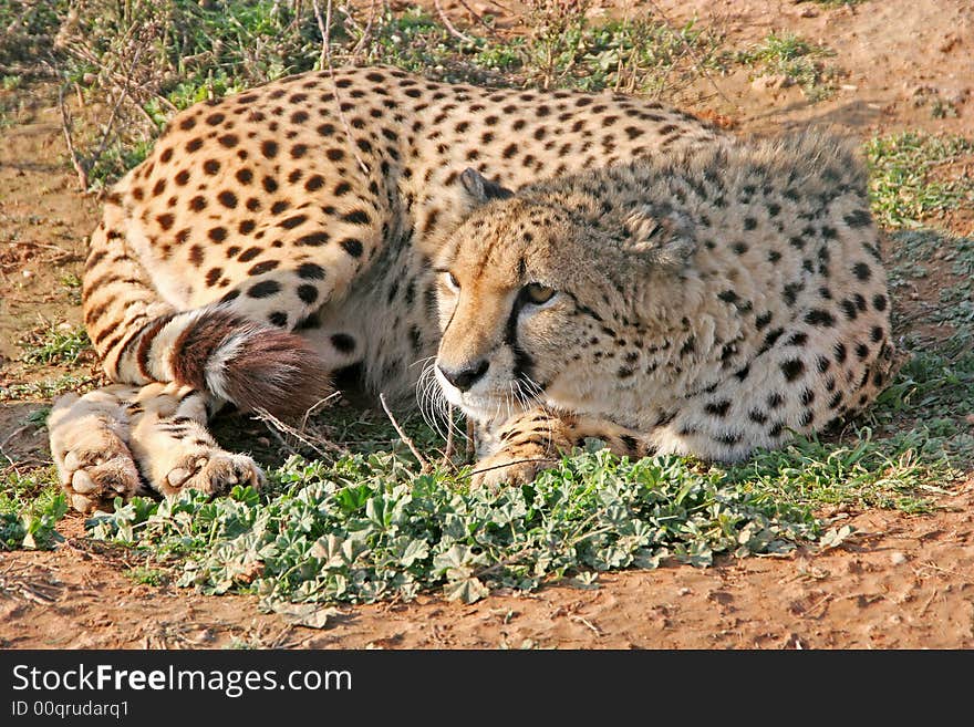 Cheetah Resting