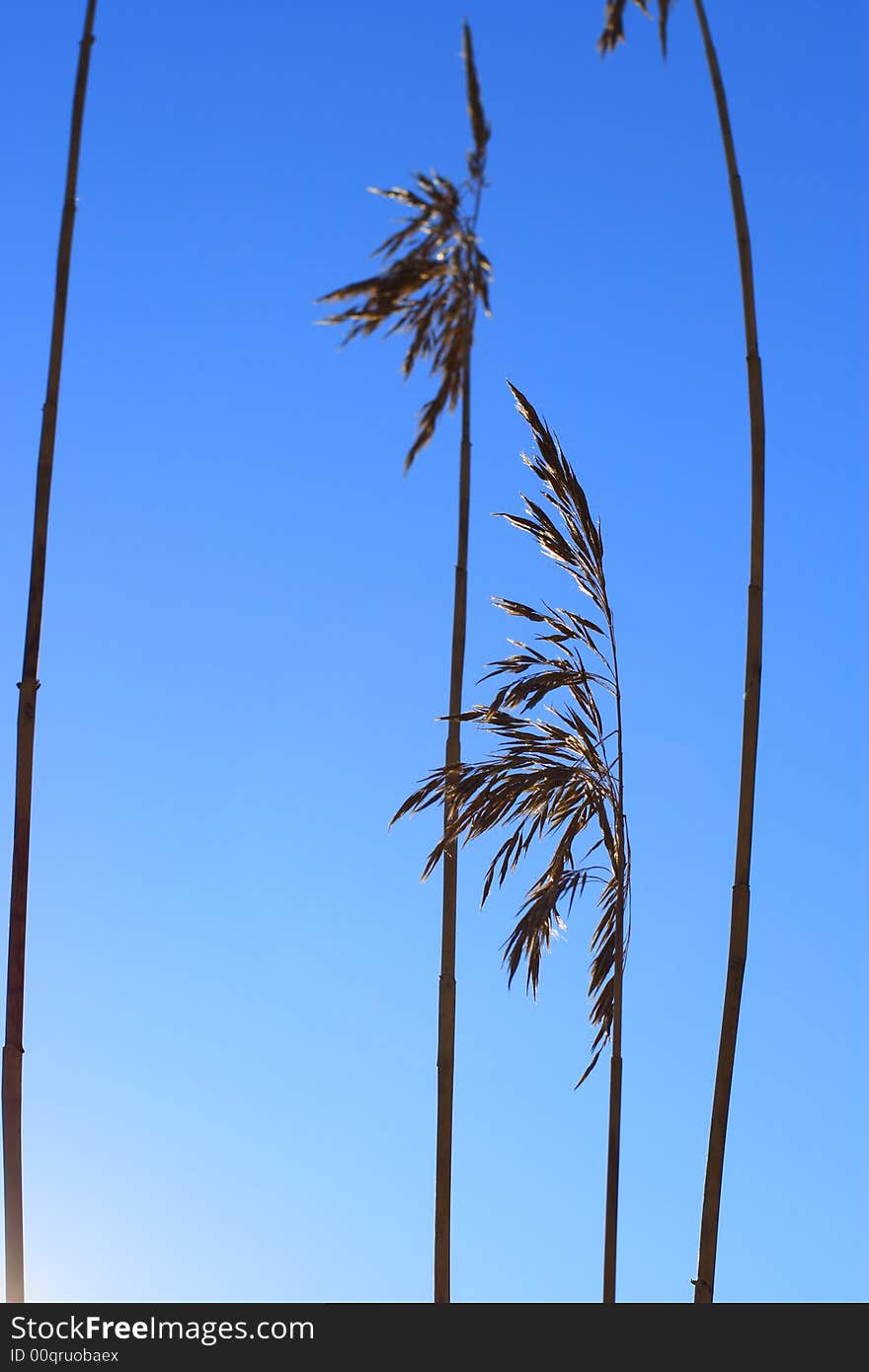 Reed's silhouette over the blue sky. Reed's silhouette over the blue sky