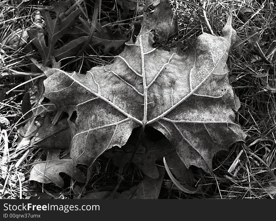 Fallen leaf in black and white. Fallen leaf in black and white