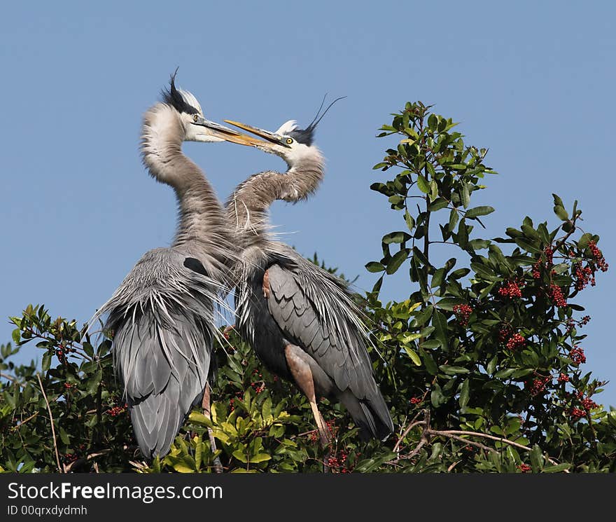 Blue herons