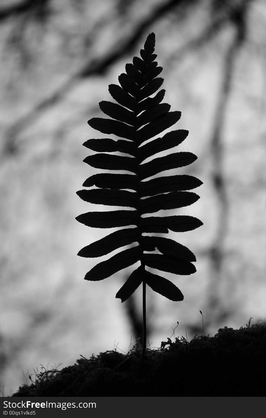 Black Fern