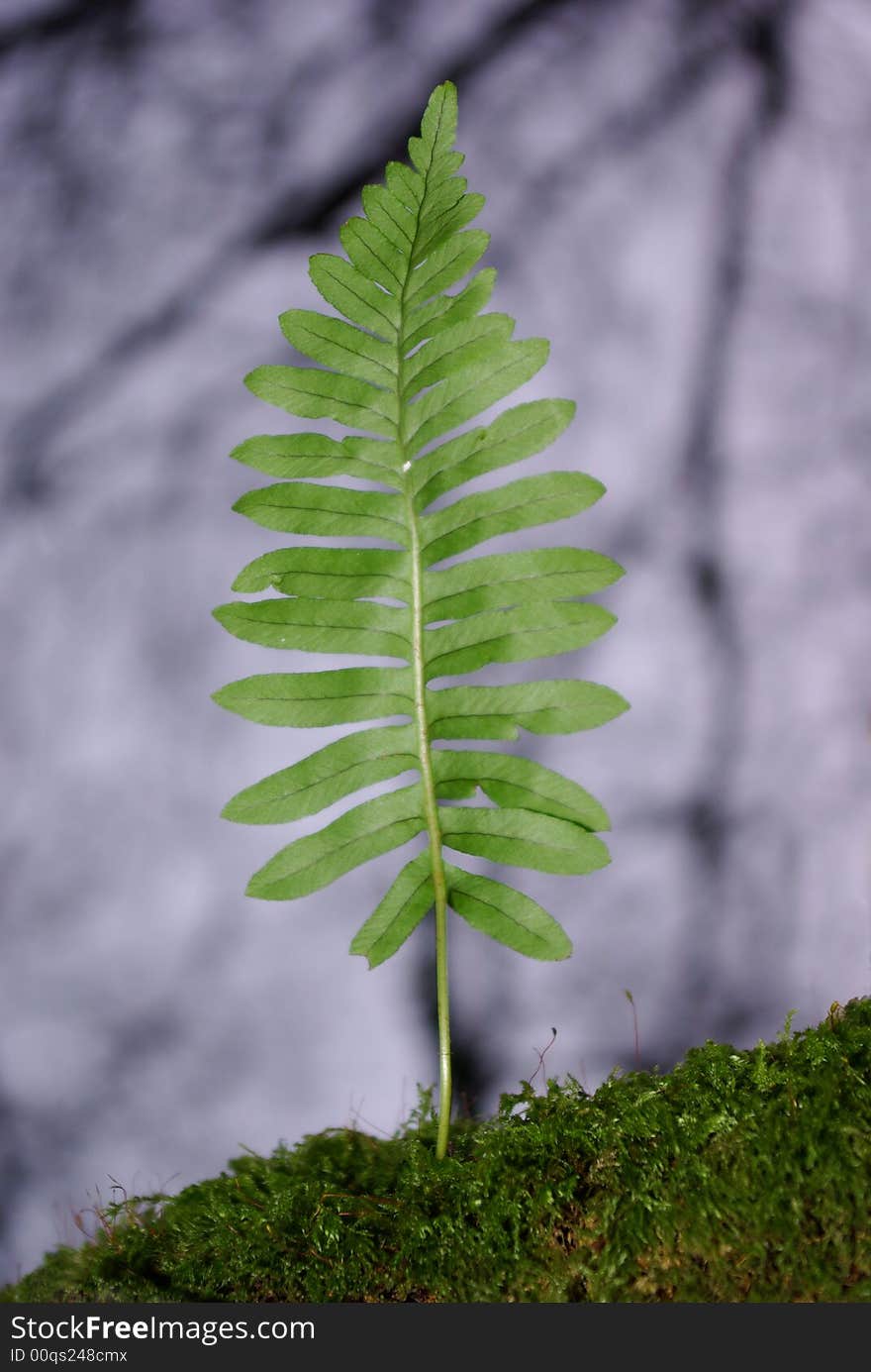 Image of a young tree fern growing on the branch of a tree with moss. Image of a young tree fern growing on the branch of a tree with moss