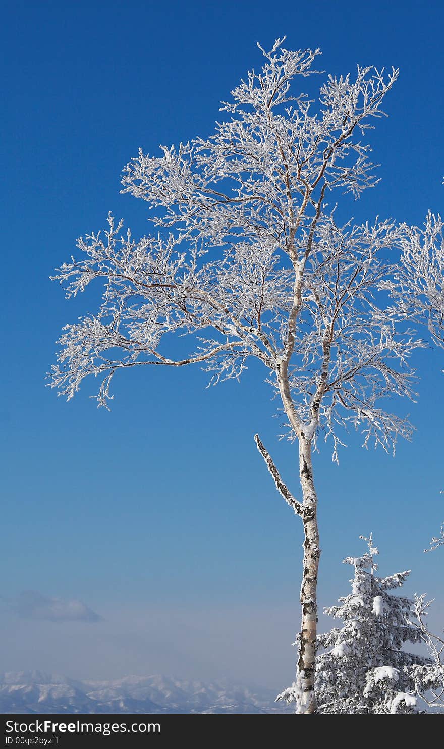 Frosty birch and deep blue sky background. Frosty birch and deep blue sky background