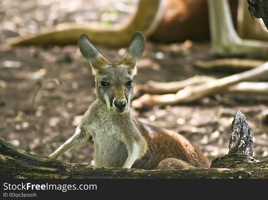 This is a photo of a baby Kangaroo taken at the Kansas City Zoo. Baby kangaroos are known as joeys. This is a photo of a baby Kangaroo taken at the Kansas City Zoo. Baby kangaroos are known as joeys.