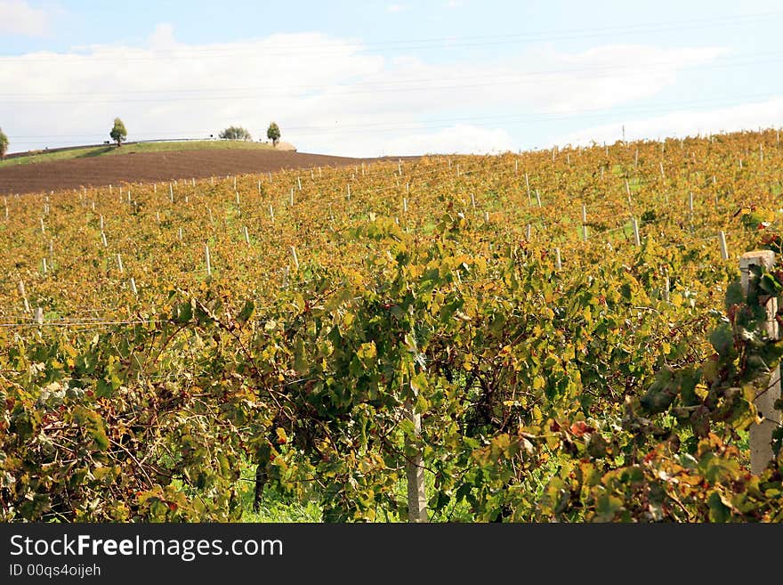 Beautiful autumn country landscape. cultivated land and golden vineyards, hill and blue sky & clouds. Sicily, Italy. Beautiful autumn country landscape. cultivated land and golden vineyards, hill and blue sky & clouds. Sicily, Italy