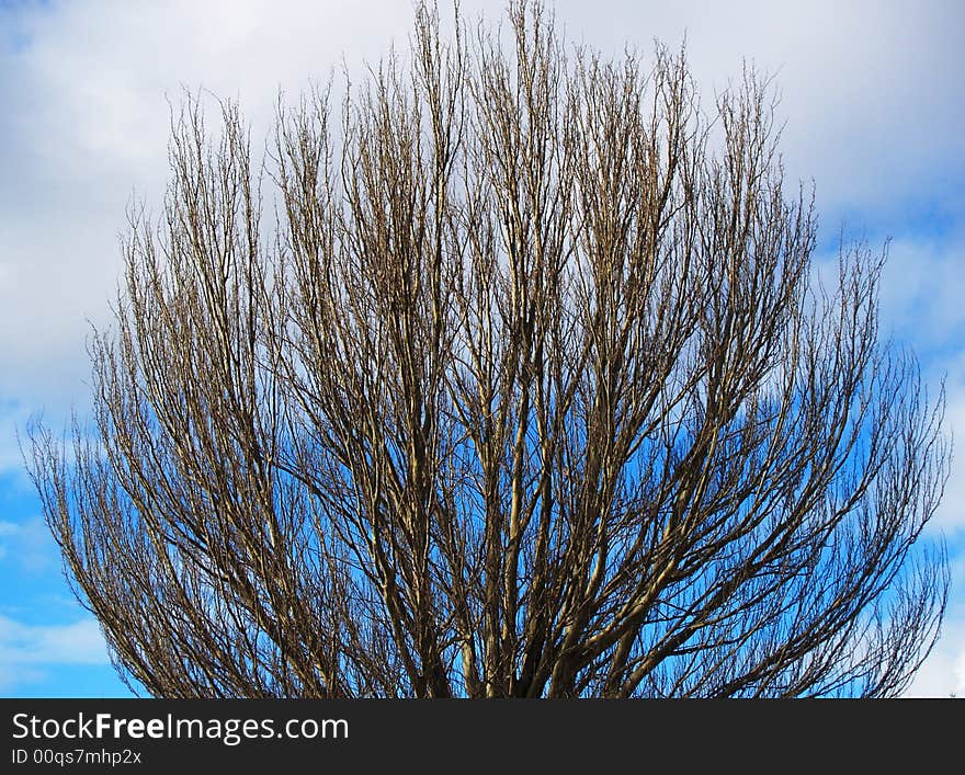 A curved tree with a blue background.