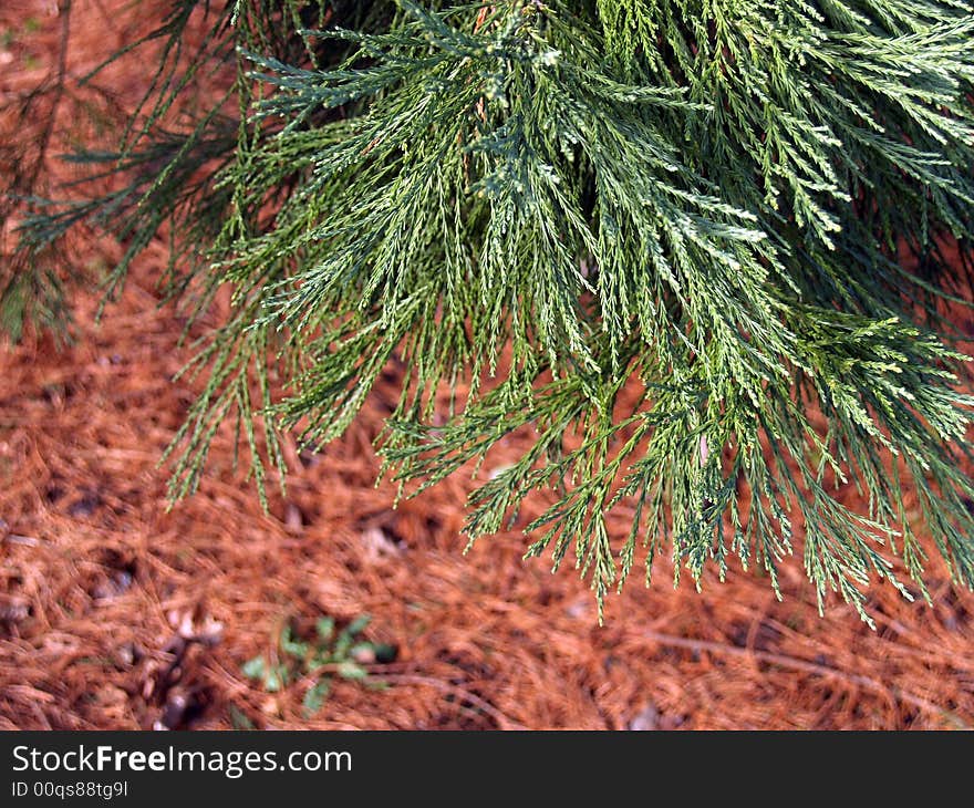 An Abstract close up of green tree needles.