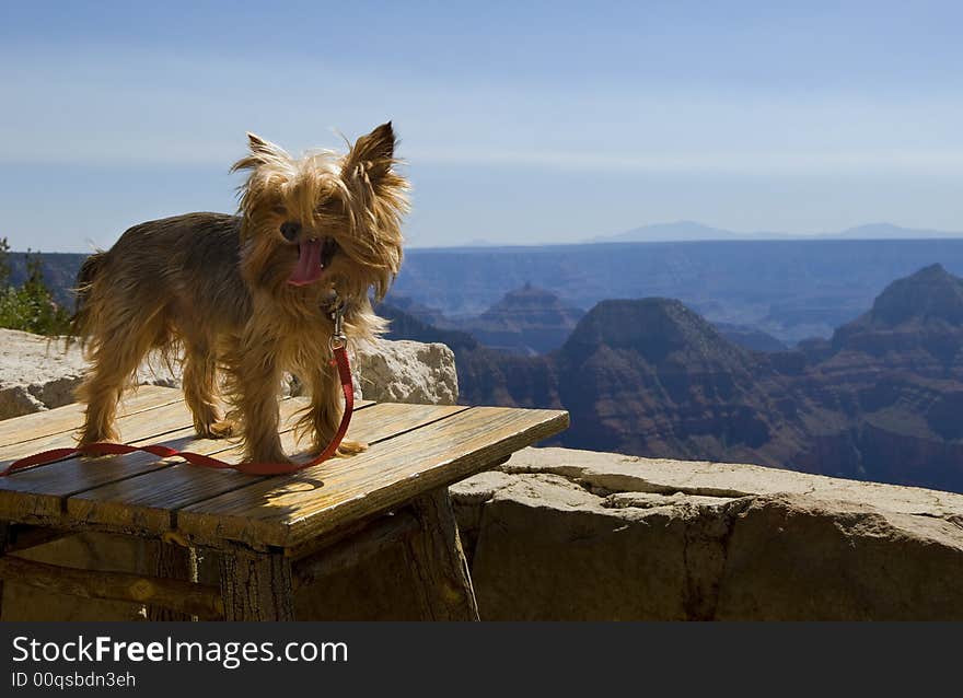 A dog enjoys the views from the North Rim Lodge at the Grand Canyon. A dog enjoys the views from the North Rim Lodge at the Grand Canyon.