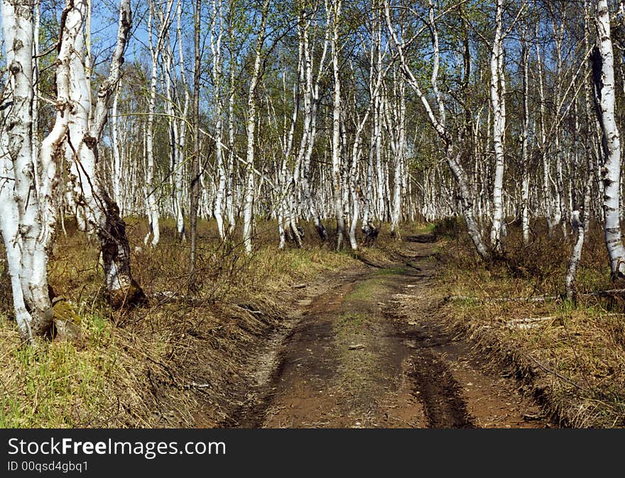 Birch Forest In Kamchatka