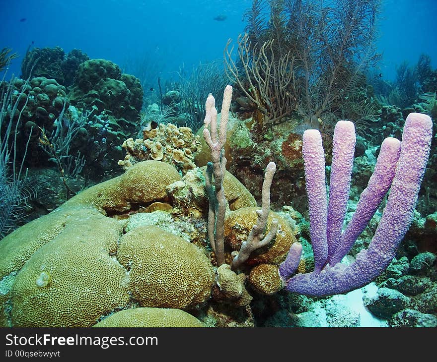 Corals and sponges in the Craribbean Sea. Corals and sponges in the Craribbean Sea