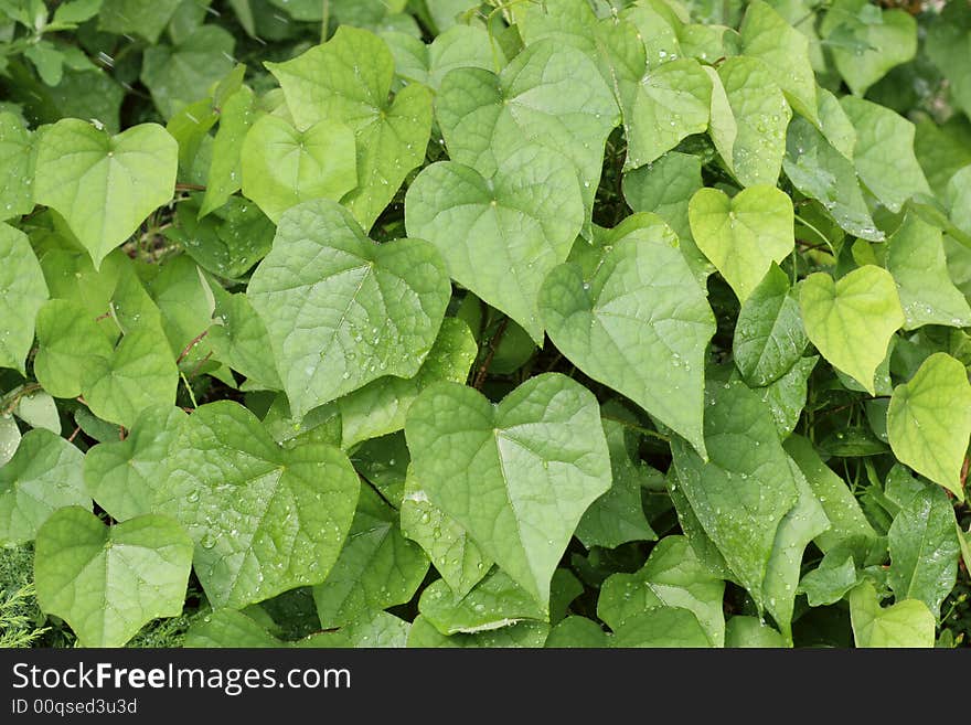 Green Leaves Of Grape