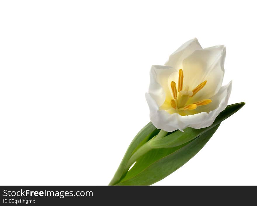 White Tulip